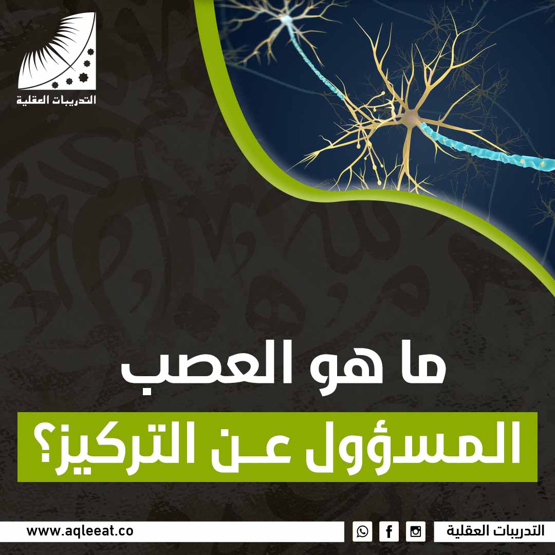 ما هو العصب المسؤول عن التركيز؟