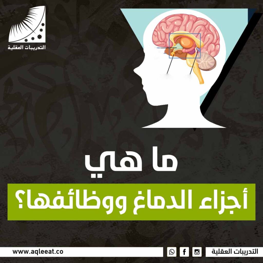 ما هي أجزاء الدماغ ووظائفها؟