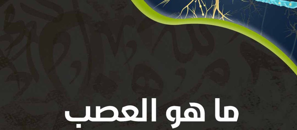 ما هو العصب المسؤول عن التركيز؟